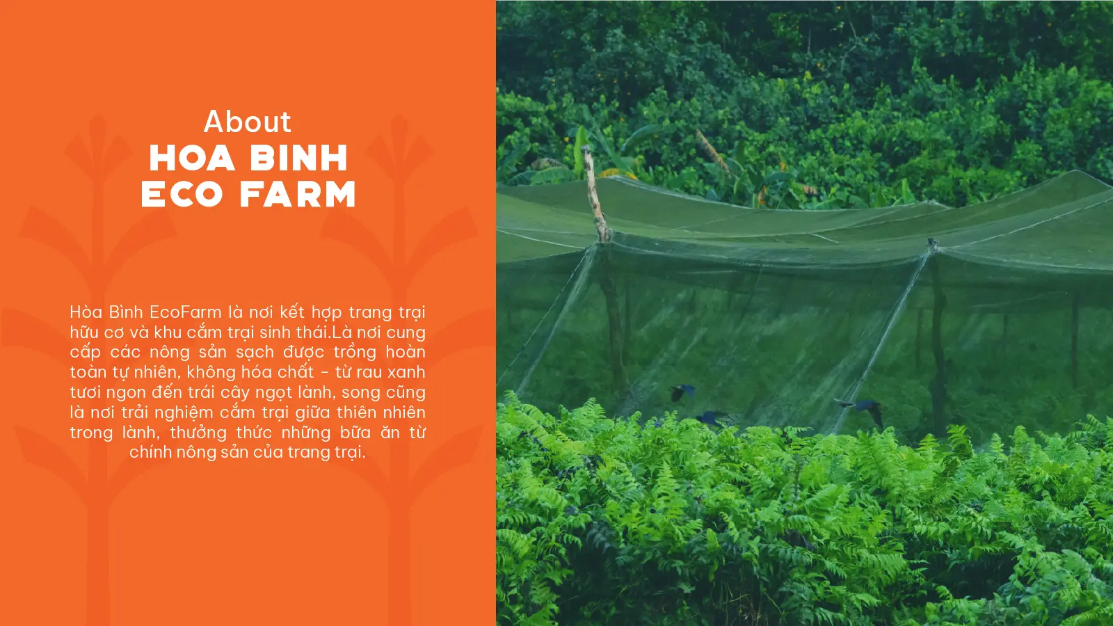 Hòa Bình Ecofarm