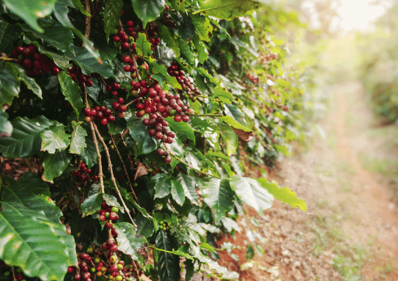 Thiết kế logo và bao bì cho Dakao Coffee do Guru Design thực hiện, cảm hứng màu sắc đưuọc lấy từ màu của đất đỏ bazan, quả cà phê chín mọng và lá cây