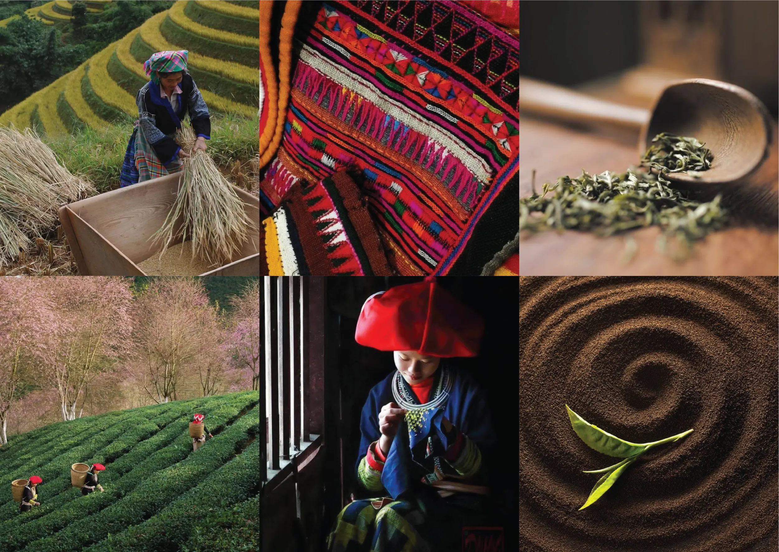 Thiết kế logo và nhận diện thương hiệu Vùng Cao Trà & Cà Phê do Guru Design thực hiện, hình ảnh truyền cảm hứng