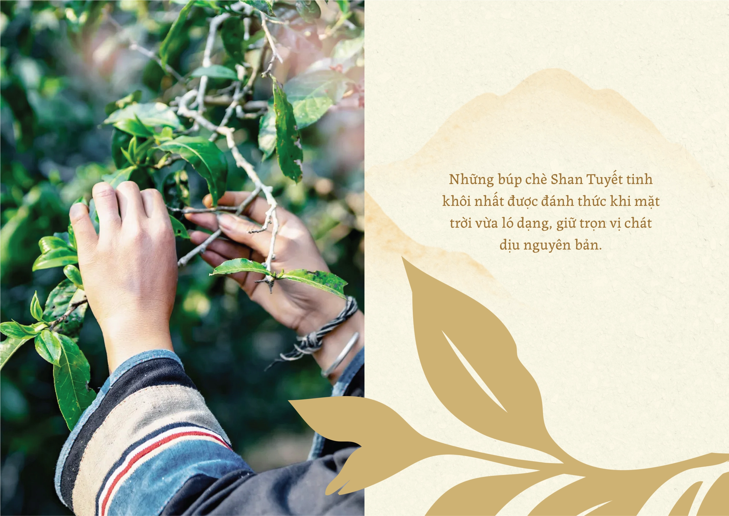 Thiết kế logo và nhận diện thương hiệu Vùng Cao Trà & Cà Phê do Guru Design thực hiện, nghiên cứu vùng nguyên liệu của thương hiệu